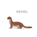 A cartoon cute weasel, isolated on a white background. Animal alphabet.