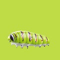 Cartoon 3D model fat caterpillar green and white with yellow and black pattern Cartoons enhance children`s learning 3D rendering