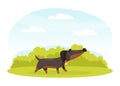 Cartoon Dachshund Dog Character Walk on Green Lawn Vector Illustration