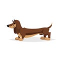 Cartoon dachshund dog standing. Simple gradient purebred vector illustration. Comic dog character. Pet animal