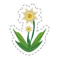 cartoon daffodil flower image