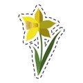 Cartoon daffodil flower leaf bloom Royalty Free Stock Photo