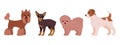 Cartoon decorative dogs. Cute little yorkshire terrier, toy terrier, bichon frise and jack russell terrier puppies. Happy domestic