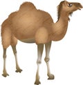 Cartoon Desert Camel