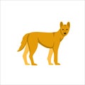 Cartoon dingo dog on a white background.Flat cartoon illustration for kids