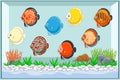 Cartoon discus fish swimming in aquarium Royalty Free Stock Photo