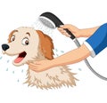 Cartoon dog bathing with shower Royalty Free Stock Photo