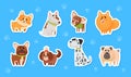 Cartoon Dog Character with Collar Vector Sticker Set