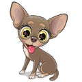 Cartoon Dog Chihuahua isolated on a white background