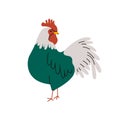 Cartoon domestic rooster. Cute chicken farm animal, poultry character organic food concept. Vector flat illustration Royalty Free Stock Photo