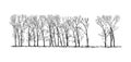 Cartoon Drawing of Group or Alley of Poplar Trees in the Far