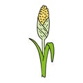 cartoon doodle of fresh corn on the cob Royalty Free Stock Photo