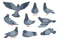 Cartoon dove. Funny pigeon characters. Flying animal in different poses. Wild winged creatures set standing and eating on white.