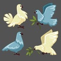 Pigeon or white dove flying with olive branch or twig in claws isolated bird