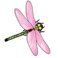 Cartoon dragonfly with pink wings isolated on white background. Vector illustration. Royalty Free Stock Photo