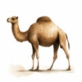 Realistic Fantasy Camel Art On White Background By Jon Klassen