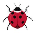 Cartoon drawing ladybug. flat style isolated on white background