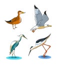 Cartoon drawing of some wetlands birds