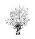 Cartoon Drawing of Willow or Sallow Tree