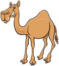 Cartoon dromedary camel comic animal character