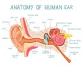 Cartoon ear anatomy. Human sound sensory organ medicine infographic, ears internal structure vector illustration. Ear