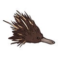 Cartoon Echidna Head Side View Illustration Royalty Free Stock Photo
