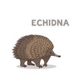 A cartoon echidna, isolated on a white background. Animal alphabet.