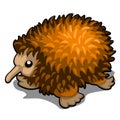 Cartoon echidna isolated on white background. Vector illustration.