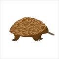 Cartoon echidna on a white background.Flat cartoon illustration for kids