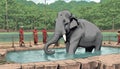 A cartoon elephant in a pool with people in red