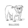 Cartoon English Bulldog.Dog illustration