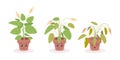Cartoon fading houseplant. Dying cute flower in flowerpot, smiling and sad plant character, growing process floral or