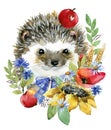 Cartoon farm animal illustration. cute watercolor hedgehog