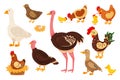 Cartoon farm birds, cute chick, hen and rooster. Chicken, goose, duck, turkey, quail, ostrich, nest with eggs, domestic