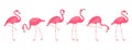 Cartoon flamingo, pink swan, tropical bird icon, summer animal, cute zoo character set. Exotic fauna vector illustration Royalty Free Stock Photo