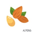 Cartoon flat almond isolated on white background Royalty Free Stock Photo