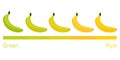 Cartoon flat ripeness of bananas vector illustration Royalty Free Stock Photo