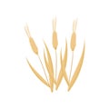 Cartoon flat vector icon of three dry wheat spikelets. Cereal plant. Organic agricultural crop. Farming theme. Graphic Royalty Free Stock Photo