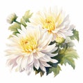 White Perfection Chrysanthemum Watercolor Painting For Brochure Royalty Free Stock Photo