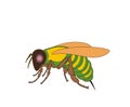 Cartoon fly, insect with bright colors. Housefly volume