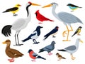 Cartoon flying birds, crane, red cardinal duck and seagull. City, woods and marine winged animals characters vector