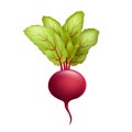 Cartoon fresh beetroot vegetable