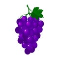 Cartoon fresh grapes isolated on white background Royalty Free Stock Photo