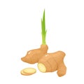 Cartoon fresh organic ginger isolated on white.