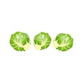 Cartoon fresh organic green brussels sprouts icon.