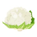 Cartoon fresh organic green cauliflower icon.