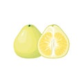 Cartoon fresh pomelo isolated on white background