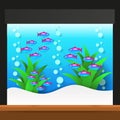 Cartoon Freshwater Fishes In Tank Aquarium Vector Illustration. Exotic Cartoon Fish In Aquarium