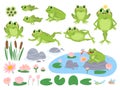 Cartoon frogs. Green cute frog, egg masses, tadpole and froglet. Aquatic plants water lily leaf, toads wild nature life