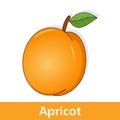 Cartoon Fruit - Orange Apricot with Leaf